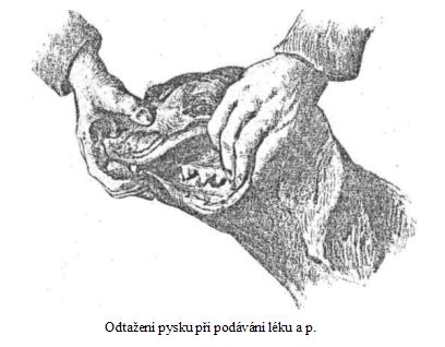 Odta�en� pysku p�i pod�v�n� l�ku a p.