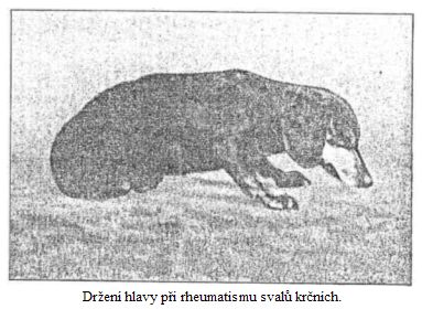 Dr�en� hlavy p�i rheumatismu sval� kr�n�ch.