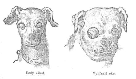 �ed� z�kal - Vyh�ezl� oko