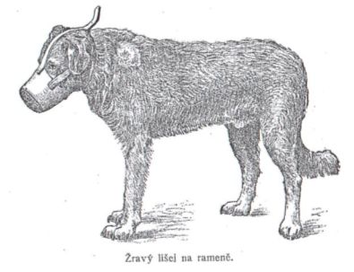 �rav� li�ej na rameni