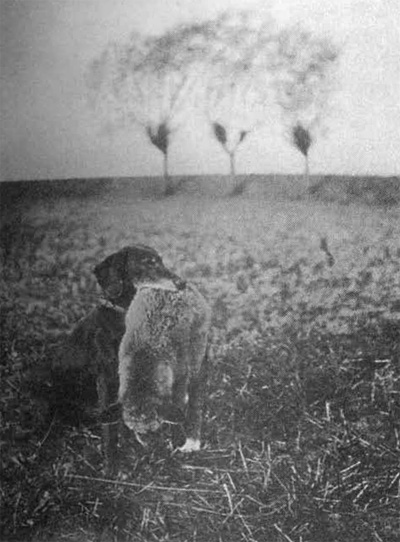 Toska se star�m li��kem