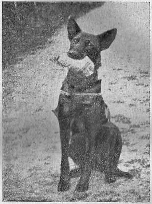 Sed�c� pes dr�� kabelku