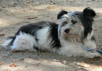 Pejsek - ilustra�n� obr�zek